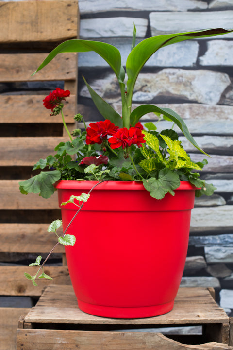 Pot patio fleurs mix rouge