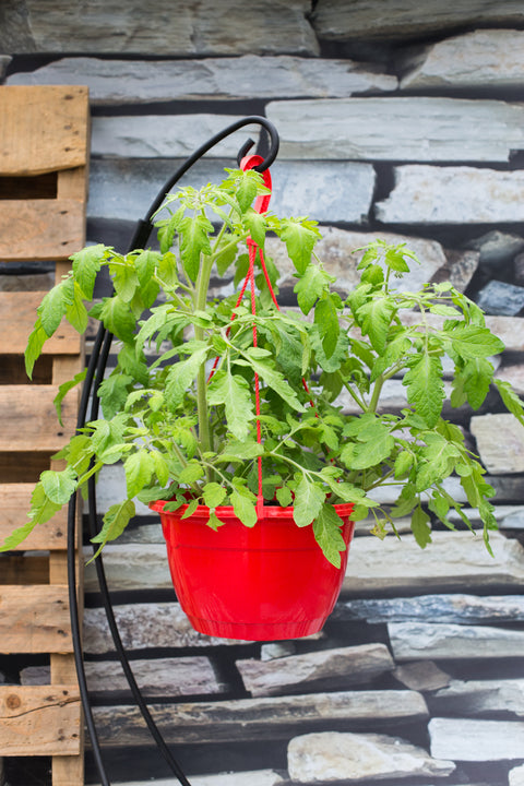Jardinière de tomate Red Robin