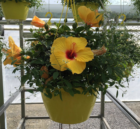 Jardinière d'hibiscus jaune