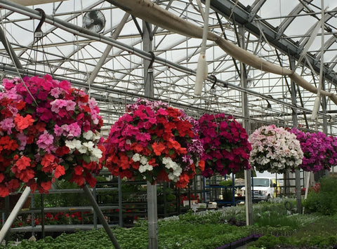 Jardinière classique Impatiens Nouvelle-Guinée