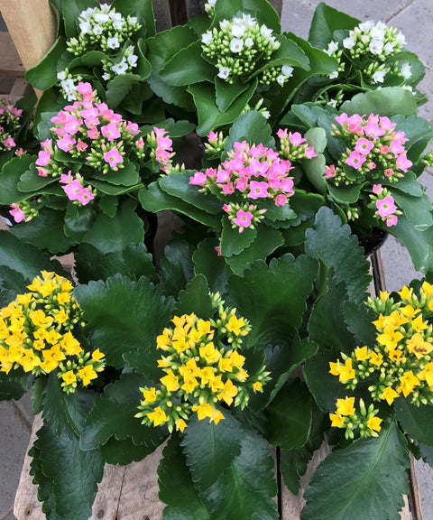 Plante d'intérieur "Kalanchoé"
