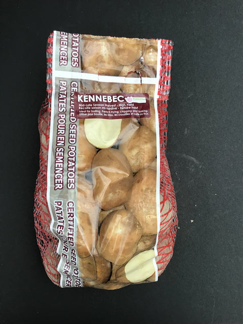 Semence "Pomme de terre Kennebec"