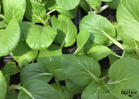 Laitue Orientale bok choy
