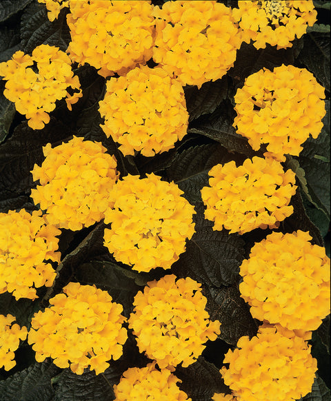 Jardinière de Lantana jaune