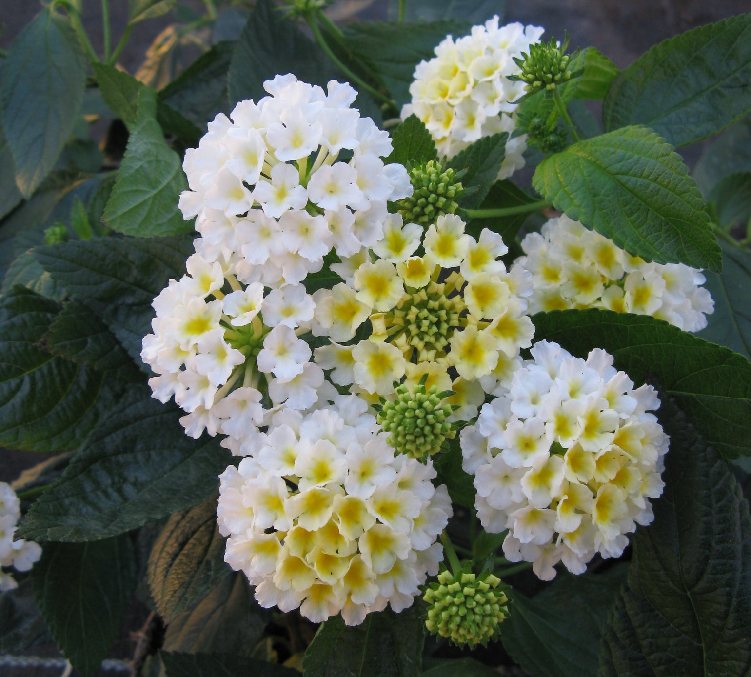 Lantana Pina colada blanc Jardinerie Fortier