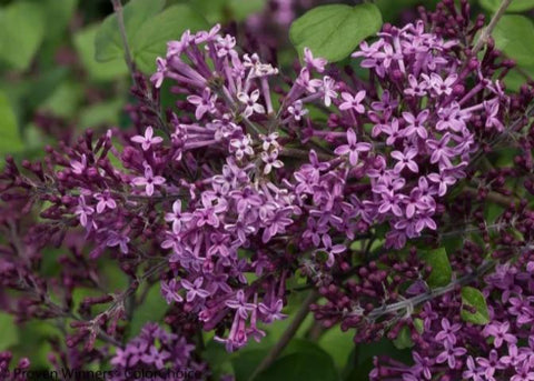 Lilas "Bloomerang Dark purple" sur tige 125 cm