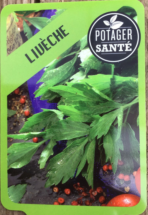 Livèche / Potager Santé