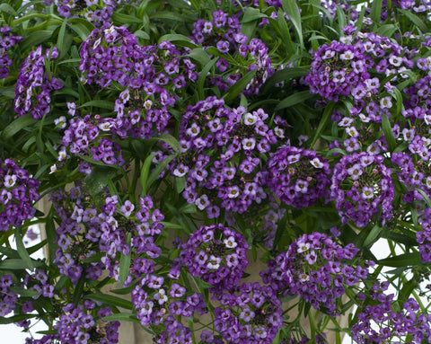 Lobularia lavender stream