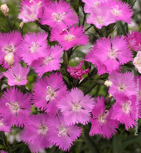 Dianthus First Love