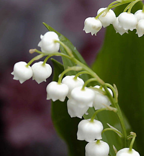 Convallaria majalis