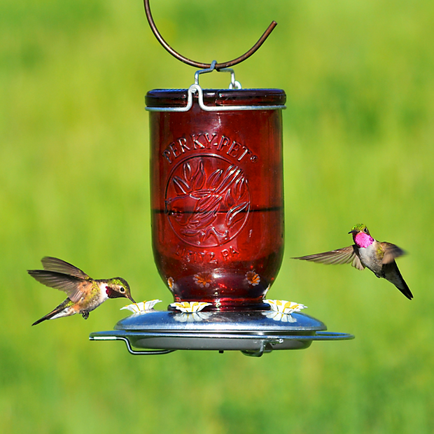 Mangeoire à colibris mangeoire à oiseaux et carillon éolien 