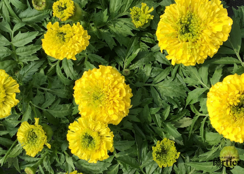 Marigold Antigua jaune (gros pompon)