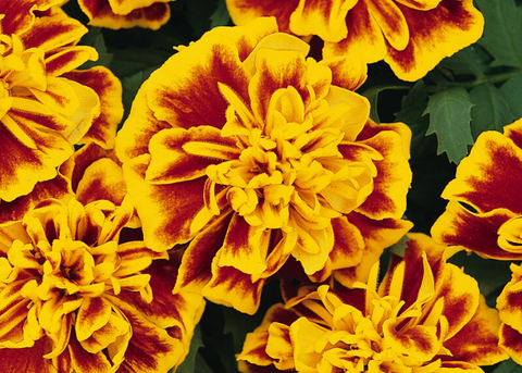 Marigold Bonanza bee