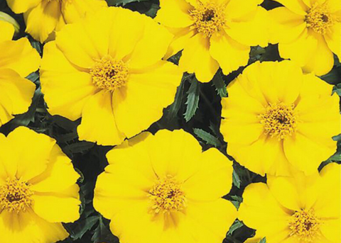Marigold Disco golden yellow