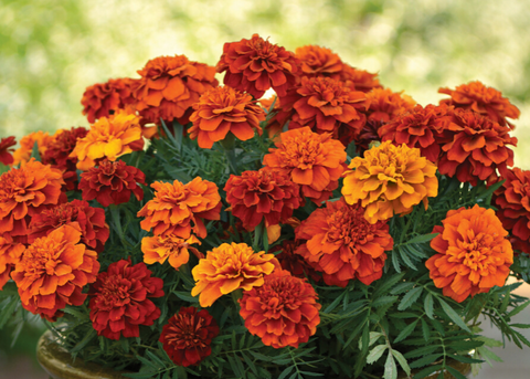 Marigold Fire Ball