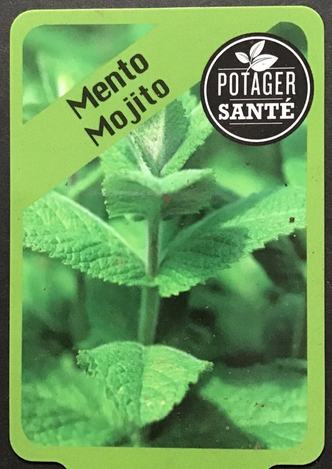 Menthe Mojito / Potager Santé