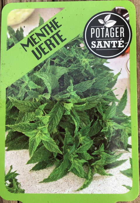 Menthe Verte / Potager Santé