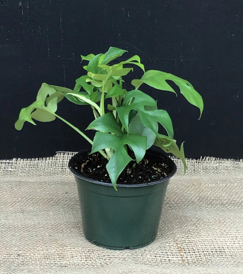 Plante d'intérieur "Philodendron Monstera mini"