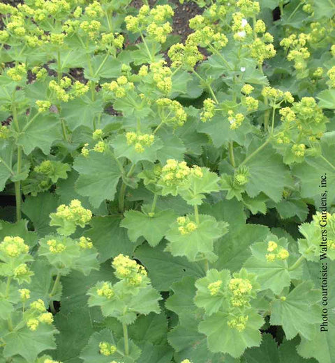 Alchemilla "mollis"