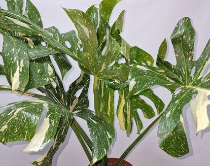 Plante d'intérieur "Monstera thaï"