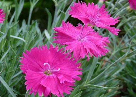 Dianthus Neon Star
