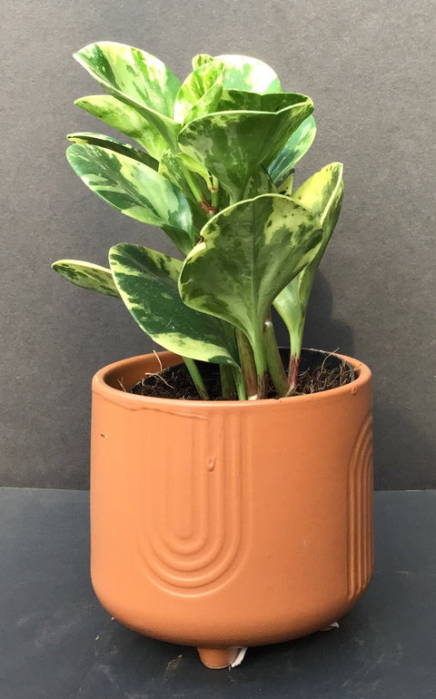 Plante d'intérieur "Peperomia Marble"