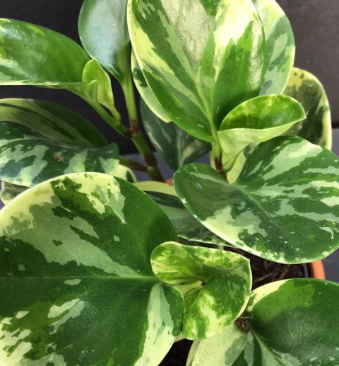 Plante d'intérieur "Peperomia Marble"