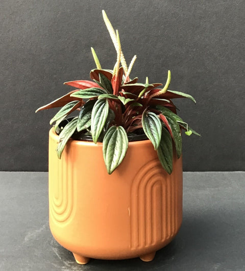 Plante d'intérieur "Peperomia Rosso"