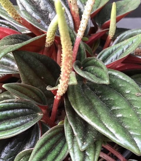 Plante d'intérieur "Peperomia Rosso"