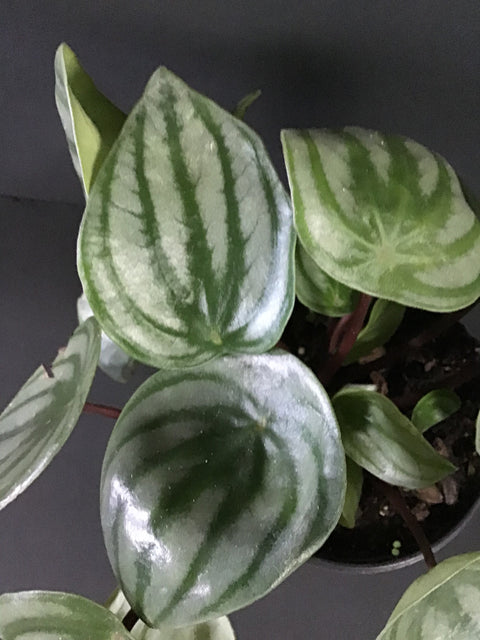 Plante d'intérieur "Peperomia Watermelon"