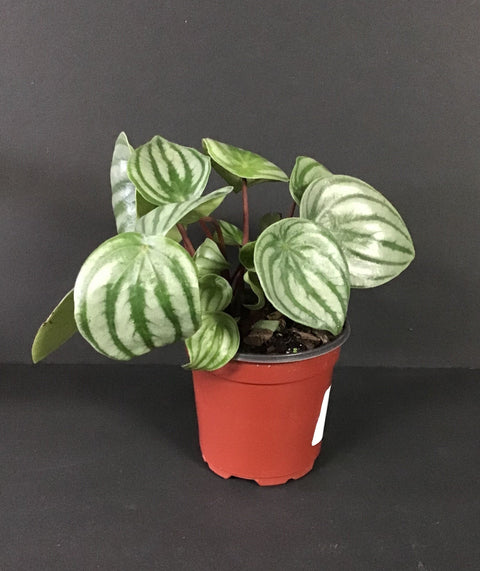 Plante d'intérieur "Peperomia Watermelon"