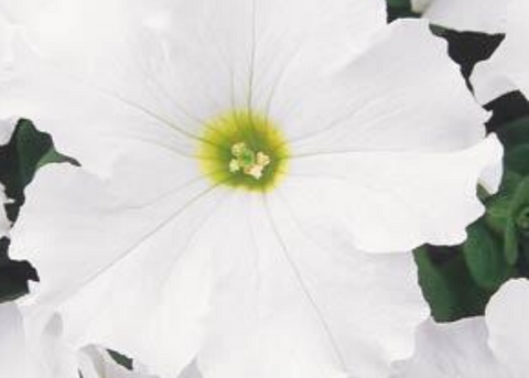 Pétunia Grandiflora Dreams blanc