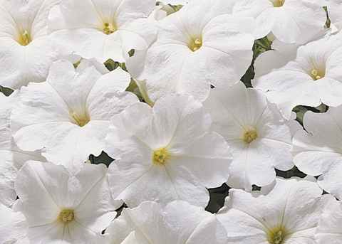 Pétunia multiflora madness blanc