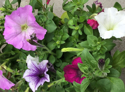 Pétunia multiflora madness mix