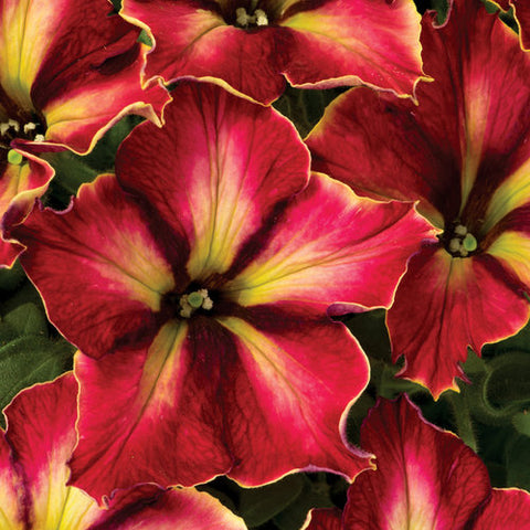 Pétunia crazytunia mandevilla