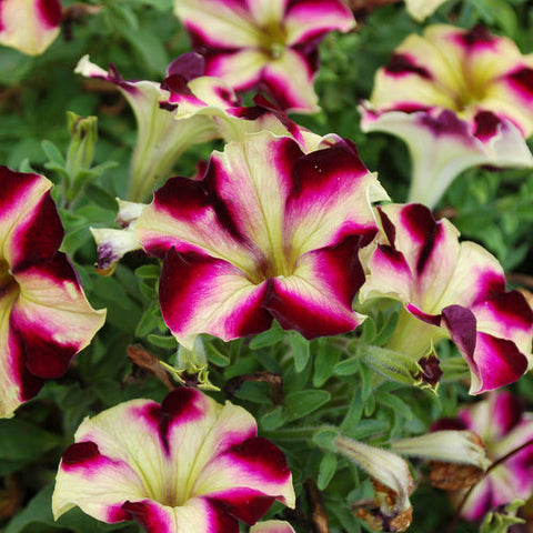 Pétunia crazytunia pulse