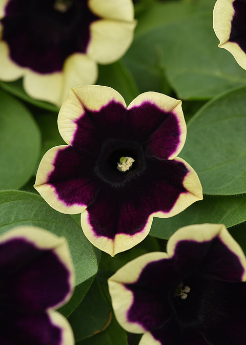 Pétunia dark saturn