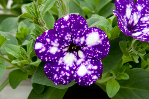 Pétunia Night Sky