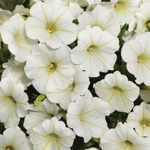 Pétunia shockwave blanc coconut
