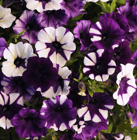 Pétunia shockwave purple tie dye