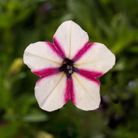 Pétunia shortcake raspberry