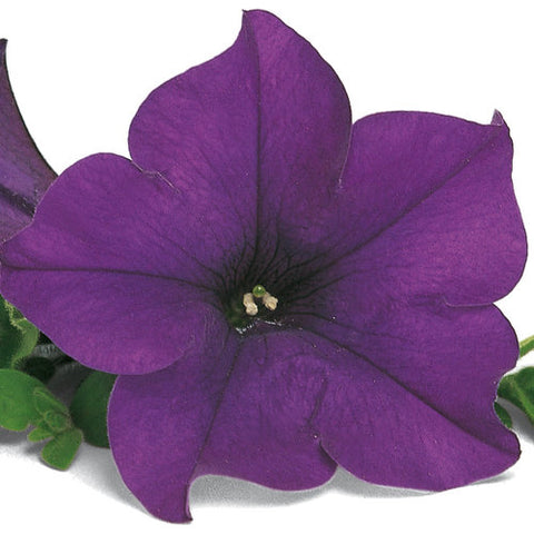 Pétunia surfinia bleu