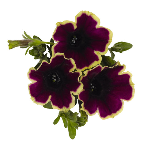 Pétunia surprise moonlight bay