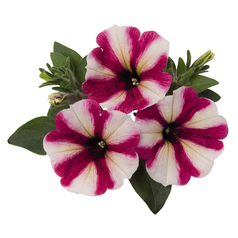 Pétunia sweetunia pink touch
