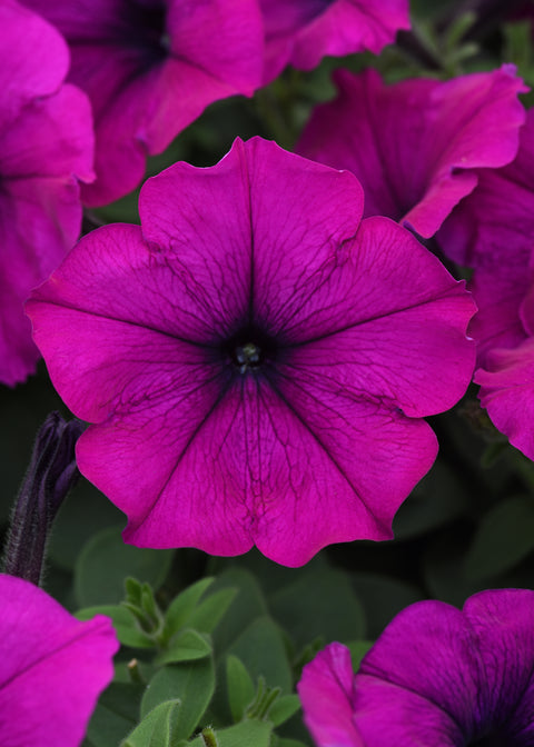 Pétunia wave purple