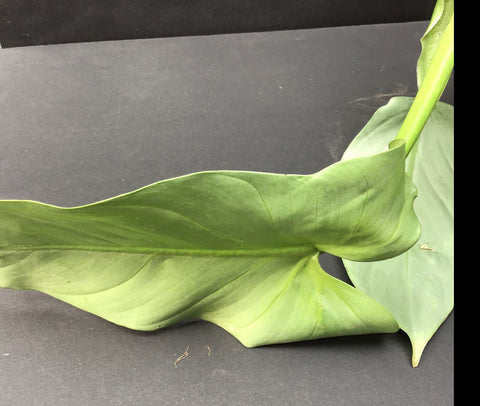 Plante d'intérieur "Philodendron Silver Sword"