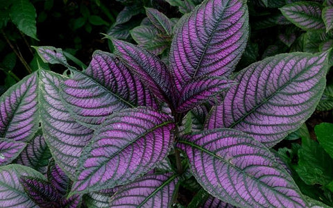 Hibiscus Persian Shield