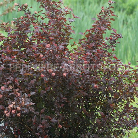 Physocarpus "Ginger Wine"