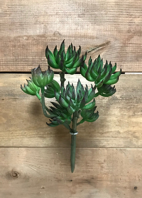Pic de fleur Aeonium