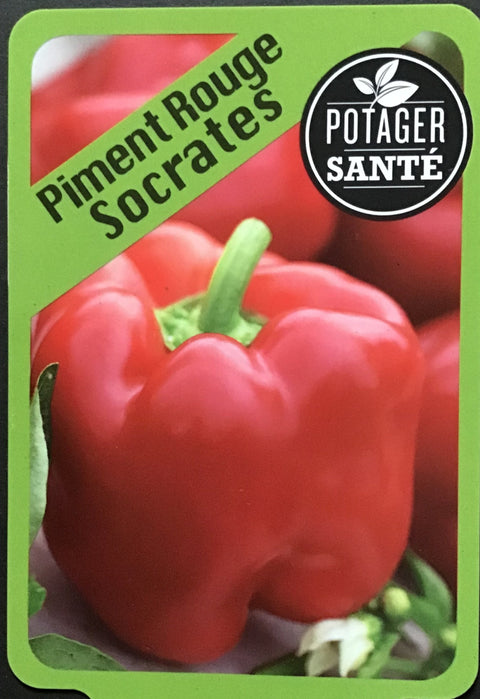 Piment Socrates rouge / Potager Santé